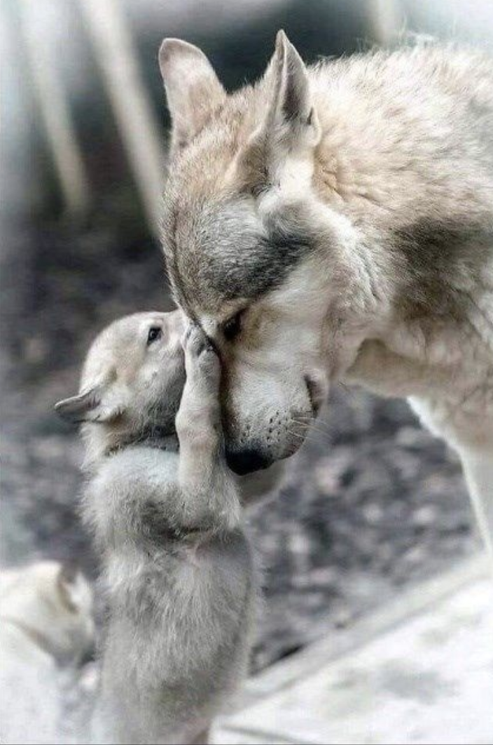 Wolf'ma et mini wolf de RIEN 201122